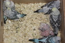 110825 --- R1, R2, R4, R6, R11, R20 och R21